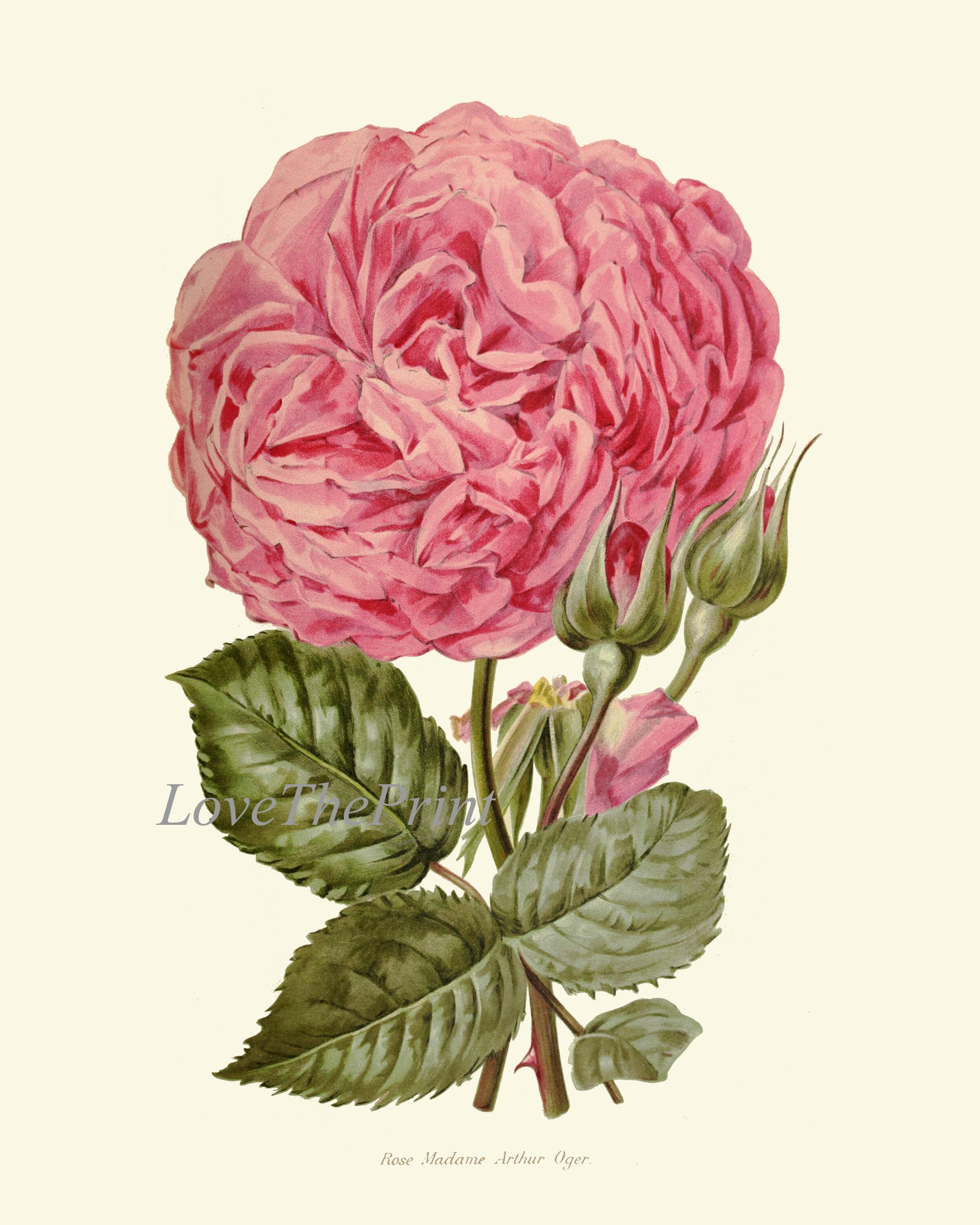 Pink Rose Botanical Wall Art Print IH777 Beautiful Antique Flower ...