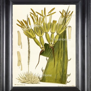 Botanische Print Aloë Cactus B3 prachtige 8 X 10 grote antieke bloeiende tropische Plant bloem grafiek Decor interieur wanddecoratie naar Frame