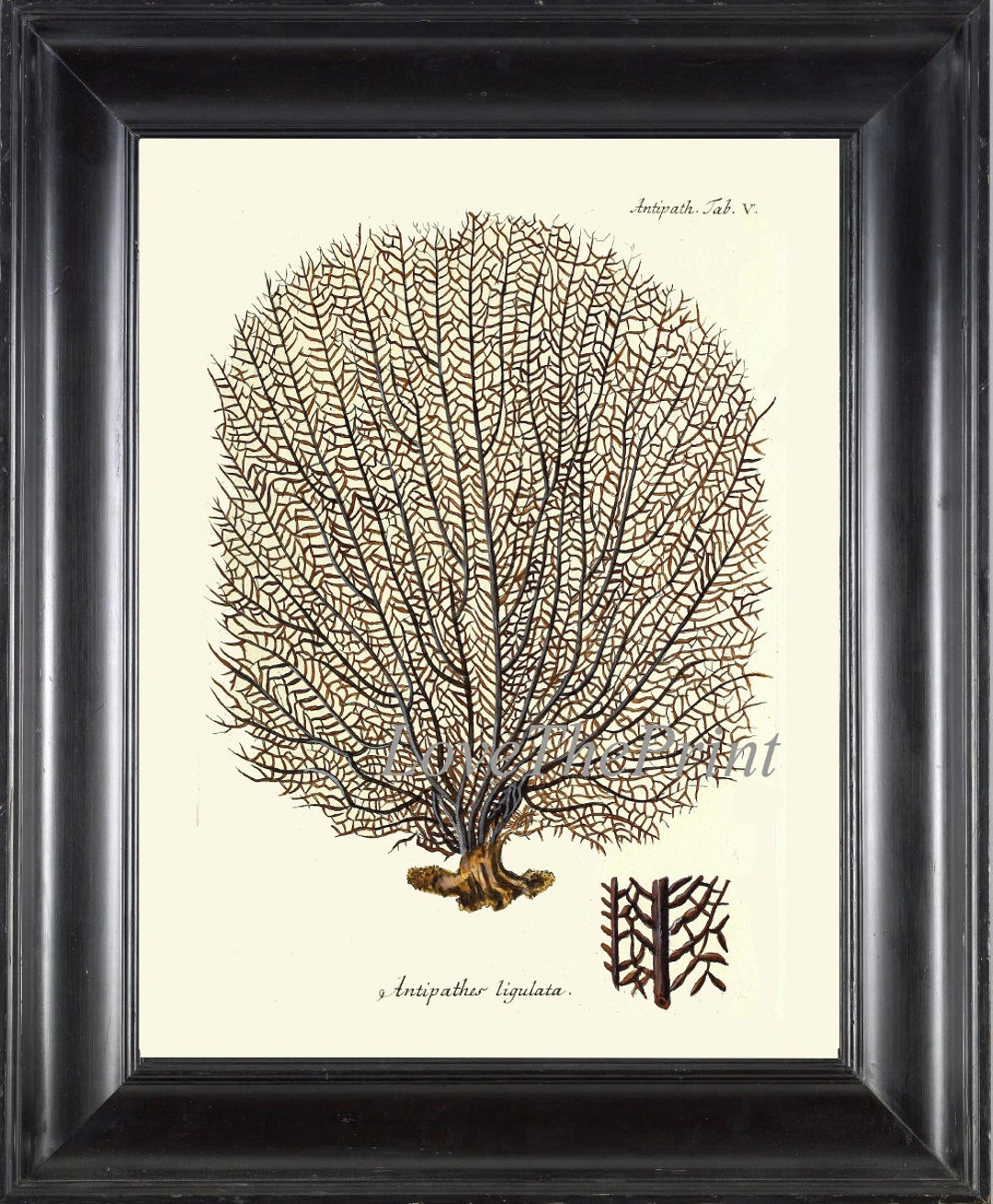Fan Coral Print ES6 Wall Art Beautiful Antique Alcyonacea Sea Ocean ...