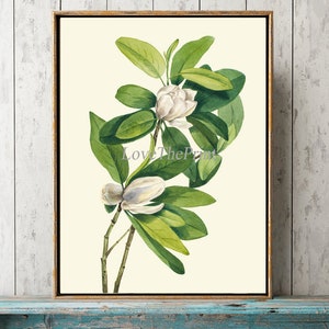 Magnolia Print Botanical Wall Art Print MVW14 Beautiful Antique White Tree Flower Home Decor Nature Gardening Bedroom Dining Room to Frame