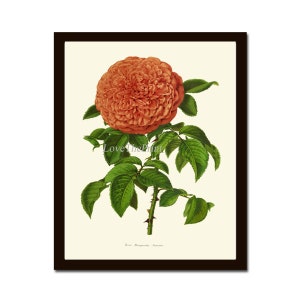 Rose Flower Botanical Print IH946 Beautiful Antique Orange Garden Plant Spring Nature Home Room Wall Art Interior Design Decor to Frame