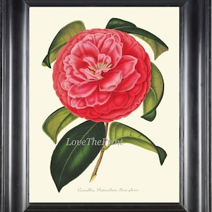 Botanical Print H297 Red Pink Camellia Garden Nature Beautiful Vintage Antique Flower Wall Art Illustration Home Decor Decoration to Frame