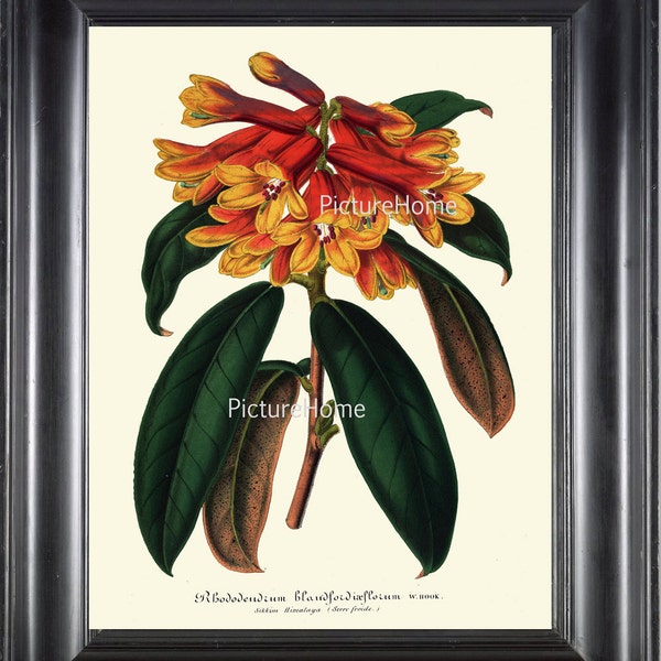 Botanical Print H99 Beautiful Antique Red Yellow Rhododendron Flower Tropical Garden Nature Room Wall Decoration Interior Design to Frame
