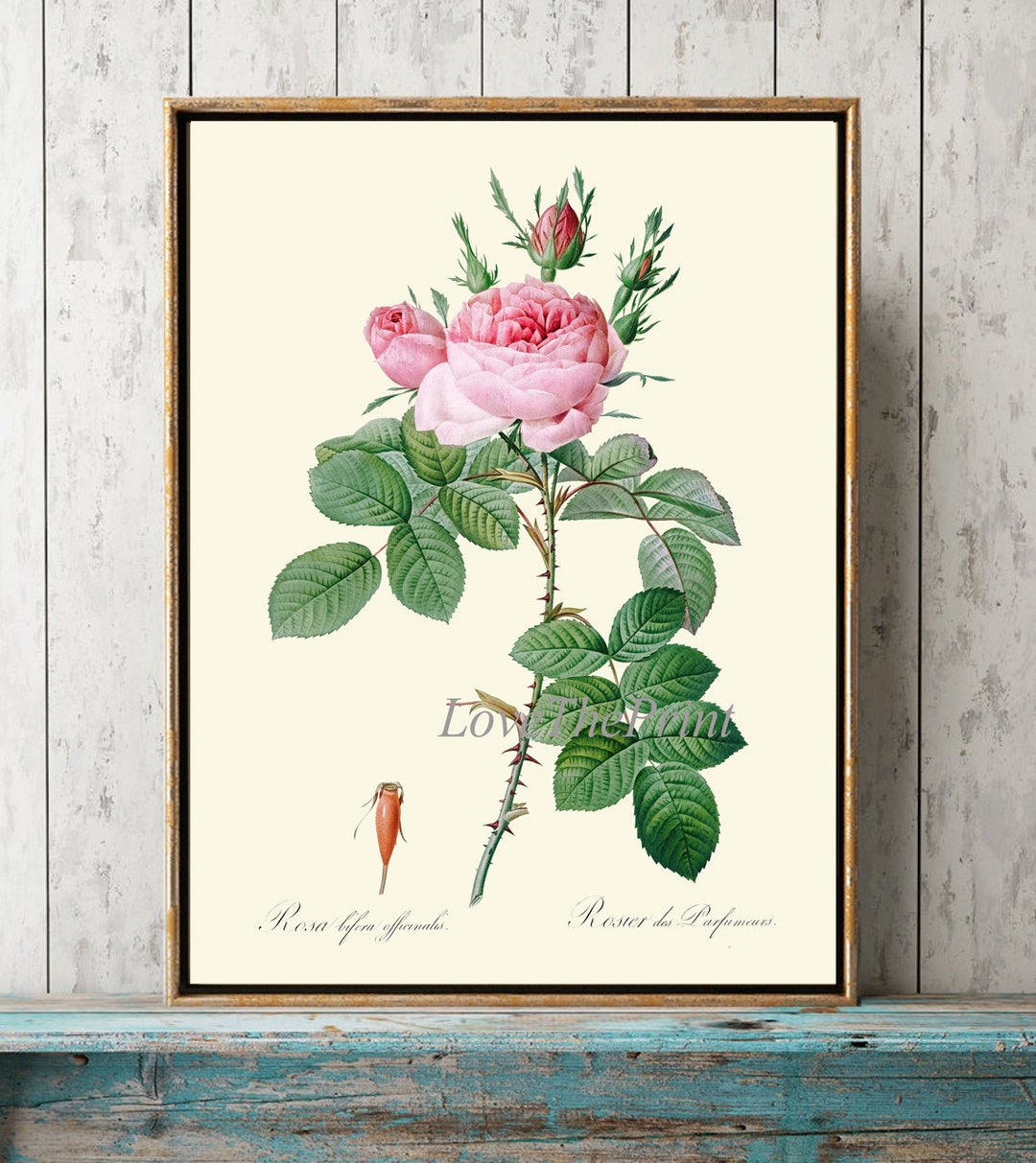 Pink Rose Botanical Wall Art Print LRR9 Beautiful Antique French Garden ...