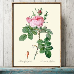 Pink Rose Botanical Wall Art Print LRR9 Beautiful Antique French Garden Flowers Home Room Decor Cottage Interior Design Decoration to Frame