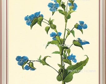 Forget Me Not Blue Botanical Print 24 Beautiful 8X10 Antique Redoute Art Room Decoration Wall Art to Frame Interior Design