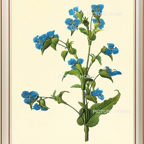 Blue Flower Botanical Print R59 Beautiful Antique Redoute Wall Etsy