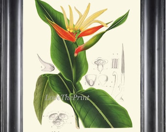 Arte de parede com estampa botânica de ave-do-paraíso, decoração de jardim tropical para casa H286, flor colorida em tons de amarelo e laranja, linda peça antiga para emoldurar.