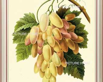 Grapes Fruit Botanical Print 51 Beautiful 8X10 Antique Redoute Art Room Decoration Wall Art to Frame Fruit Print White Grapes Grapevine