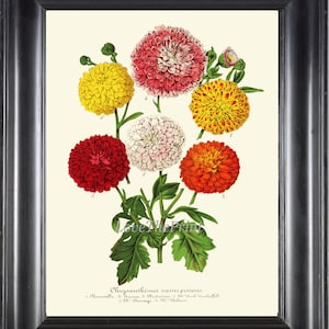 Botanical Print Crissanthemum momias Crisanths H269 colorido rojo blanco rojo flores amarillas hermosa pared antigua arte casa decoración para enmarcar