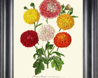 Impressão botânica Crisântemo Mães Chrysanths H269 Colorido Vermelho Branco Amarelo Flores Lindas Arte Antiga de Parede Decoração de Quarto de Casa para Moldura