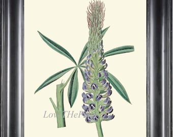 Blue Wildflower Wall Art Botanical Print ED36 Beautiful Antique Lupin Lupine Flower Plant Pretty Home Room Wall Art Decor Picture to Frame