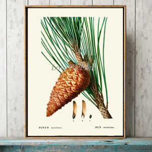 Pinecone Print Wall Art TDA25 Beautiful Antique Botanical Pine Cone Tree Branch Fireplace Office Hallway Staircase Home Room Decor to Frame