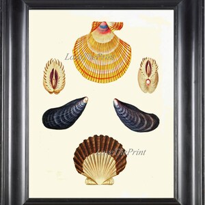 Seashell Print KN4 Wall Art Beautiful Antique Sea Ocean Shell Bathroom Hallway Office Bedroom Coastal Marine Beach Cottage Home Room Decor