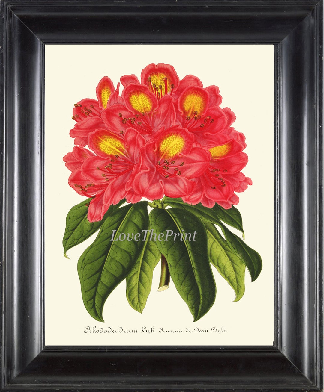 Red Rhododendron Flower Vintage Botanical Print Wall Art Beautiful ...