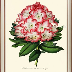 Botanical Print  RHODODENDRON H55 Beautiful 8X10 Pink White Antique Large Blooning Garden Flower Green Leaves Nature Plant to Frame