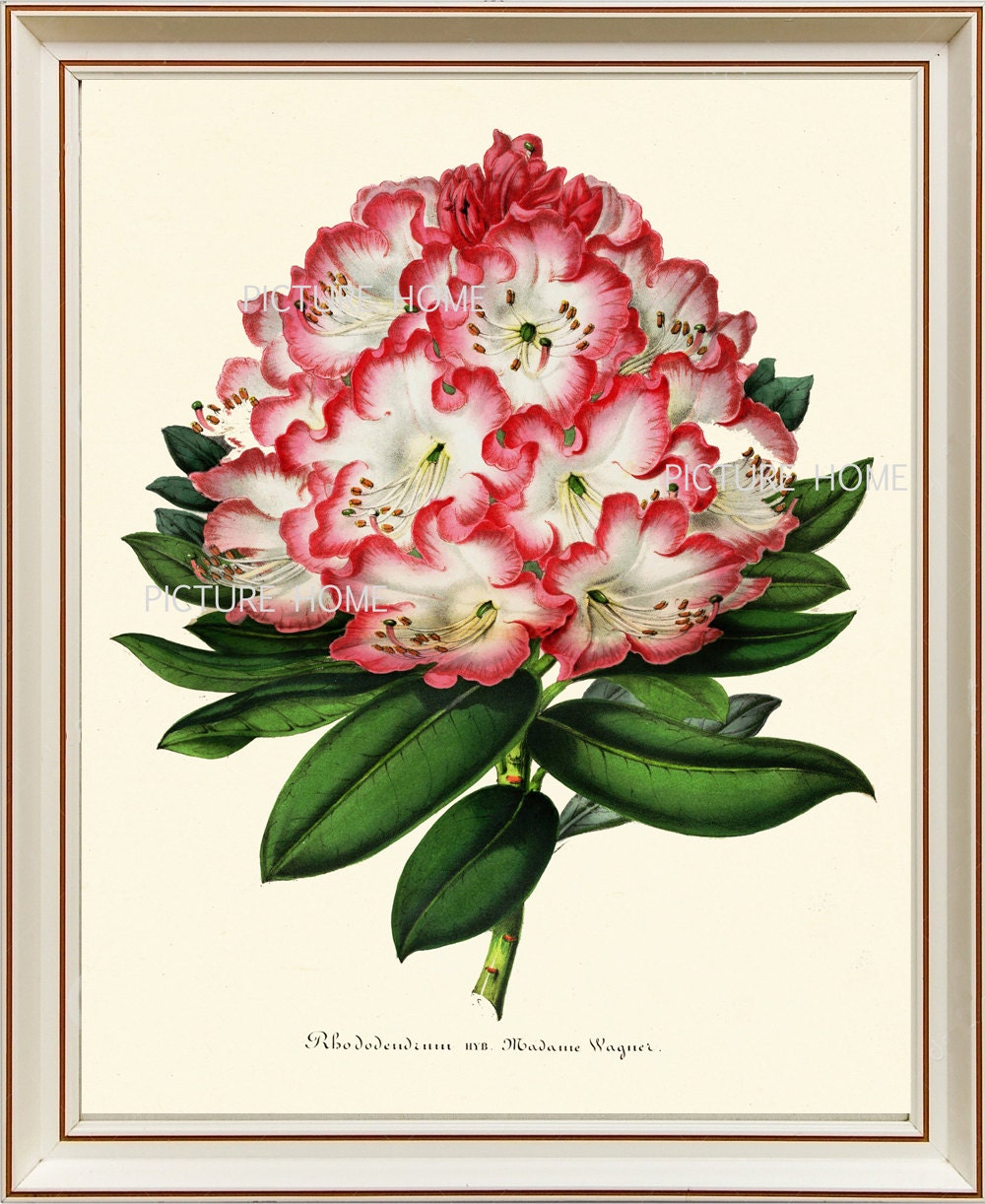 Botanical Print RHODODENDRON H55 Beautiful 8X10 Pink White - Etsy
