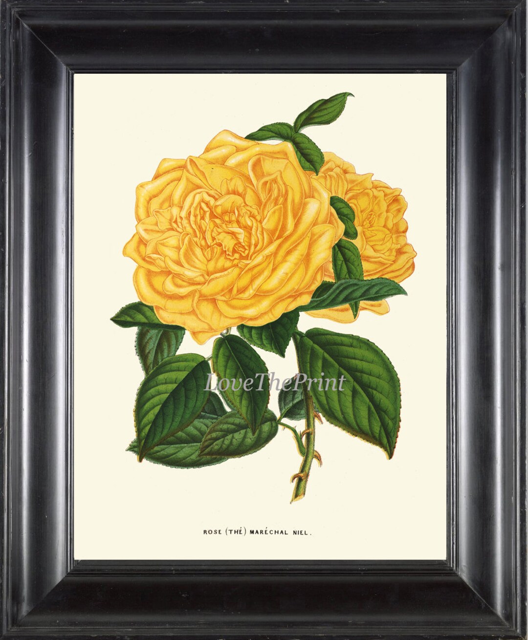 Yellow Rose Botanical Wall Art Print Beautiful Antique Vintage Flower ...