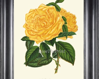 Yellow Rose Botanical Wall Art Print Beautiful Antique Vintage Flower Illustration Bedroom Living Dining Room Gift Home Decor to Frame H406