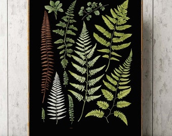 Fern Wall Art Print Gren White Brown Home Decor Chart Beautiful Botanical on Black Background AID16 Giclee Collage Garden Gift to Frame