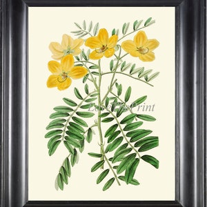 Botanische Druck ED64 schöne antike gelbe New Holland Cassia Blume Illustration Wildblume Outdoor Natur Wand Kunst Home Decor zu Rahmen
