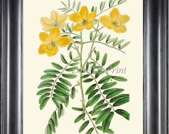 Botanical Print ED64 Beautiful Antique Yellow New Holland Cassia Flower Illustration Wildflower Outdoor Nature Wall Art Home Decor to Frame