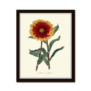 Gaillardia Blanket Flower Botanical Print IH124 Beautiful Antique Spring Summer Garden Plant Home Room Wall Art Room Decoration to Frame