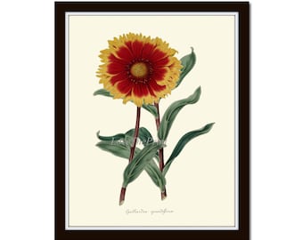 Gaillardia Blanket Flower Botanical Print IH124 Beautiful Antique Vintage Colorful Spring Summer Garden Plant Home Decor Wall Art to Frame