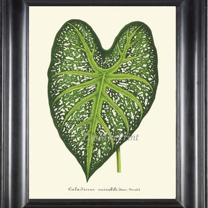 Botanical Print Green Leaf Elephant Ear Heart of Jesus Caladium Angel Wing Tropical Nature Green Flower Vintage Illustration Home Decor H305