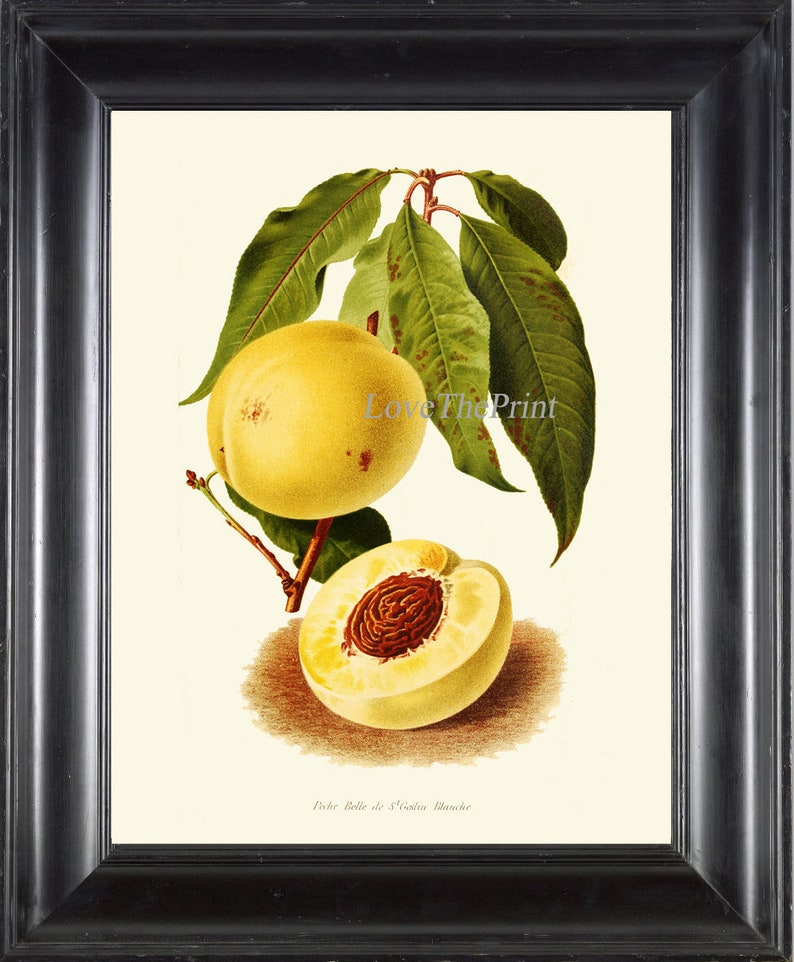 Peach Botanical Print IH901 Beautiful Antique Yellow Large Tree Fruit Kitchen Dining Room Home Room Wall Art Decor Illustration to Frame IH