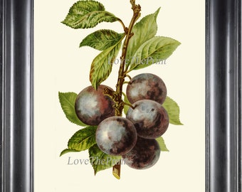 May include: A framed botanical print featuring a branch of ripe plums with green leaves. The plums are a deep purple color, and the leaves have green and yellow hues. The print is set against a cream background and framed in a black wooden frame. The text "LoveThePrint" is visible.