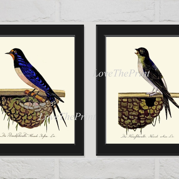 Barn Swallow Bird Nest Print Wall Art Set of 2 Prints Beautiful Antique Outdoor Illustration Birds Eggs Blue Pretty Home Decor to Frame GA