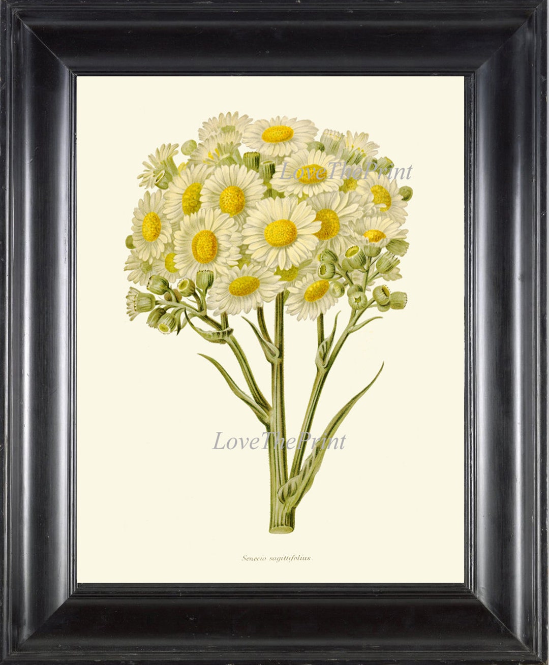 Daisies Print IH823 Beautiful Botanical Wall Art Antique Vintage White ...