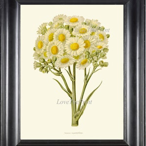 デイジープリント IH823 美しい植物の壁アート アンティーク ヴィンテージ ホワイト イエロー デイジーの花 野生の花 ホームルーム 装飾 額縁入り