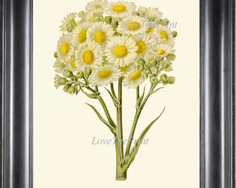 Daisies Print IH823 Beautiful Botanical Wall Art Antique Vintage White Yellow Daisy Flowers Wildflowers Home Room Decor Picture to Frame