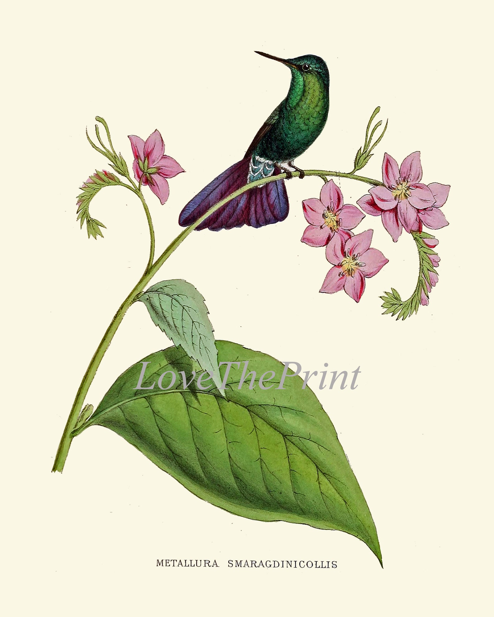 Hummingbird Print Wall Art Set of 2 Beautiful Antique Vintage - Etsy