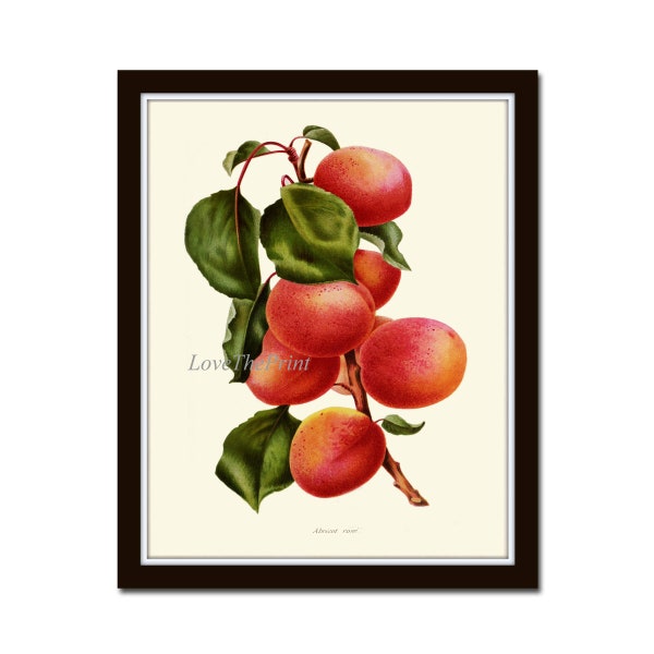 Apricot Fruit Botanical Print IH703 Beautiful Antique Kitchen Dining Room Farmhouse House Home Room Wall Art Decor Decoration to Frame IH
