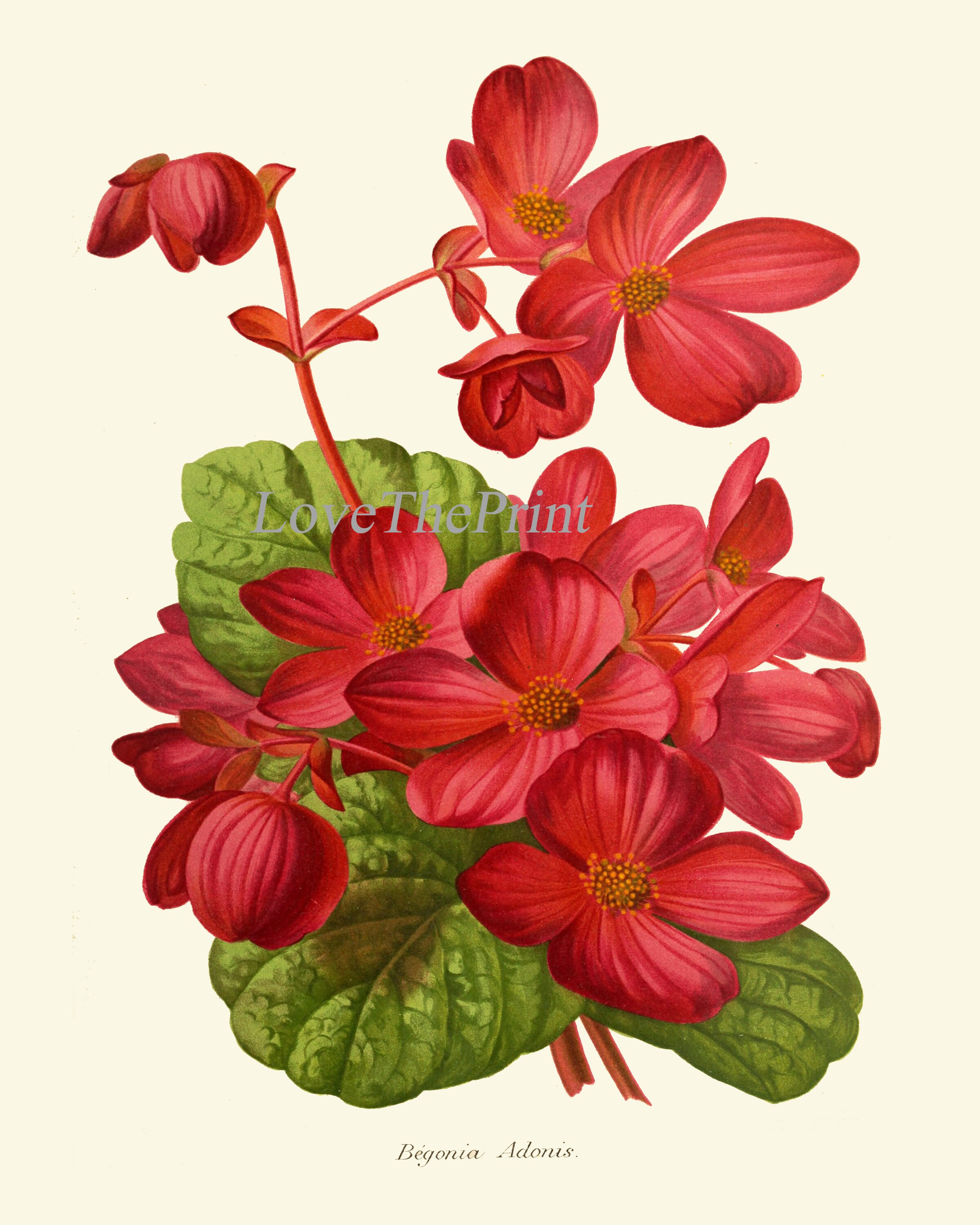 Botanical Print IH861 Beautiful Antique Vintage Begonia