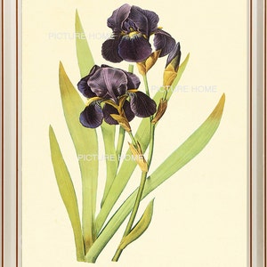 Purple Iris Botanical Print 61 Beautiful 8X10 Antique Redoute Art Room Decoration Wall Art to Frame Garden Nature Summer Spring