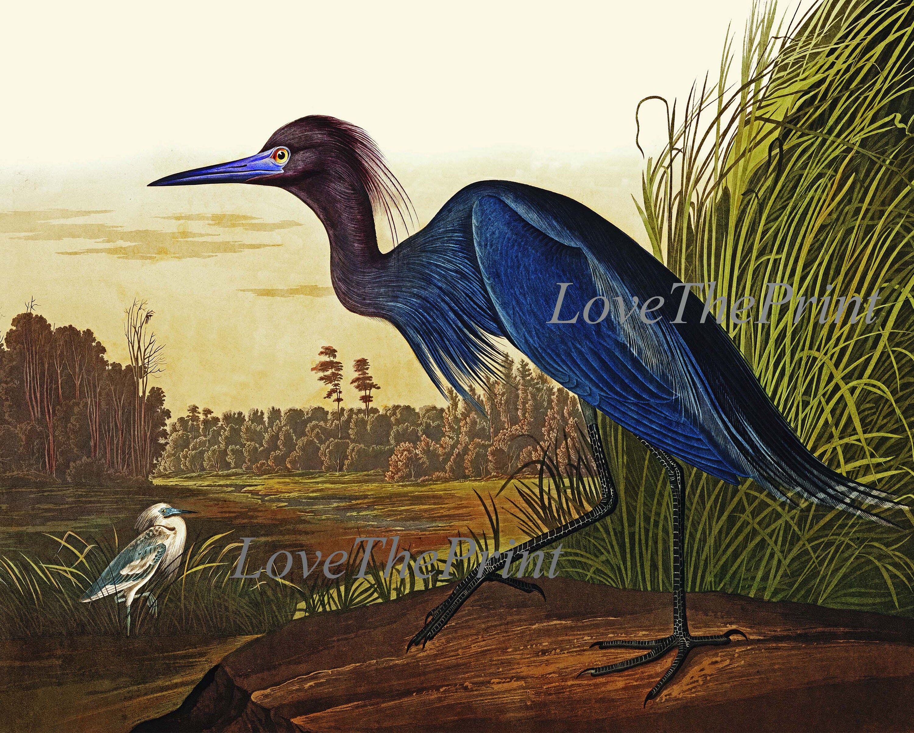 Blue Crane Heron Bird Wall Art Print 33 Hermosa antigua John Etsy