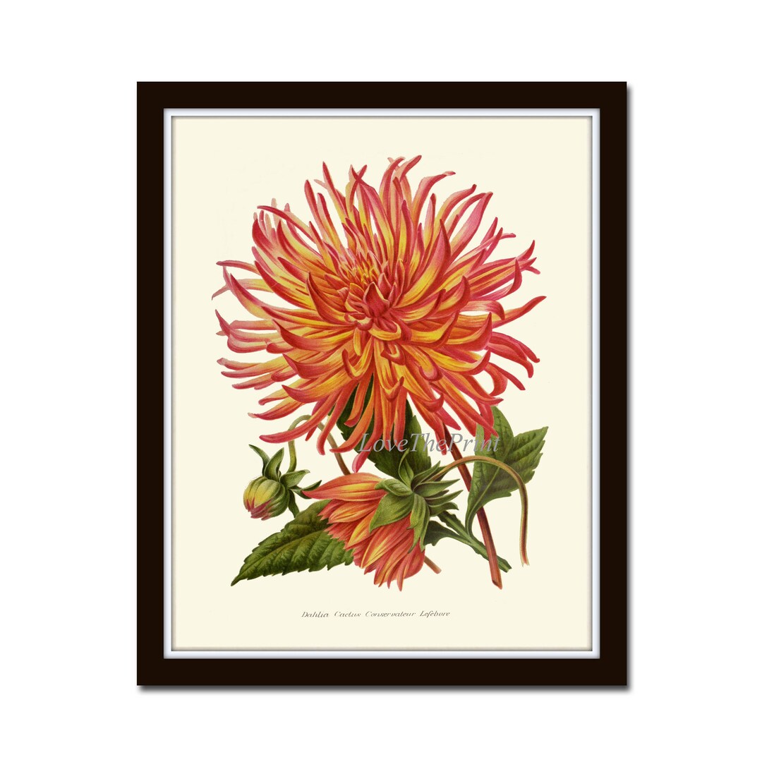 Botanical Wall Art Print Poster IH705 Beautiful Chrysanthemum Antique ...