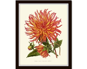 Cartaz de impressão de arte de parede botânica IH705 lindo crisântemo antigo vermelho amarelo laranja flores decoração de quarto de casa para moldura IH