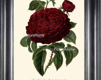 Burgundy Rose Botanical Print Wall Art IH100 Beautiful Antique Flower Garden Plant Shabby Chic French Victorian Romantic Home Decor to Frame