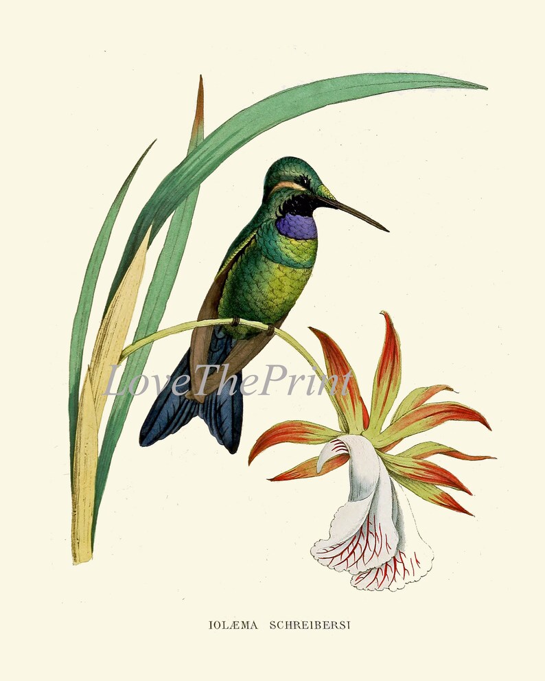 Hummingbird Print Wall Art Set of 2 Beautiful Antique Vintage - Etsy