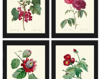 Botanical Wall Art Set of 4 Prints Beautiful Antique Red Passion Fruit Currants Rose Home Dining Living Room Bedroom Decor to Frame RFL