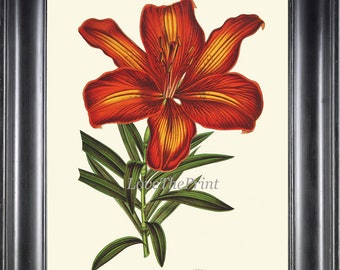 LILY Flower Botanical Print Wall Art Beautiful Antique Vintage Orange Garden Nature Illustration Home Room Decoration to Frame H396