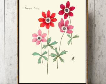 Impressão de arte de parede de anêmona ABD49 Linda antiga rosa vermelha lindas flores quarto escritório sala de jantar cozinha interior decoração de quarto de casa para moldura