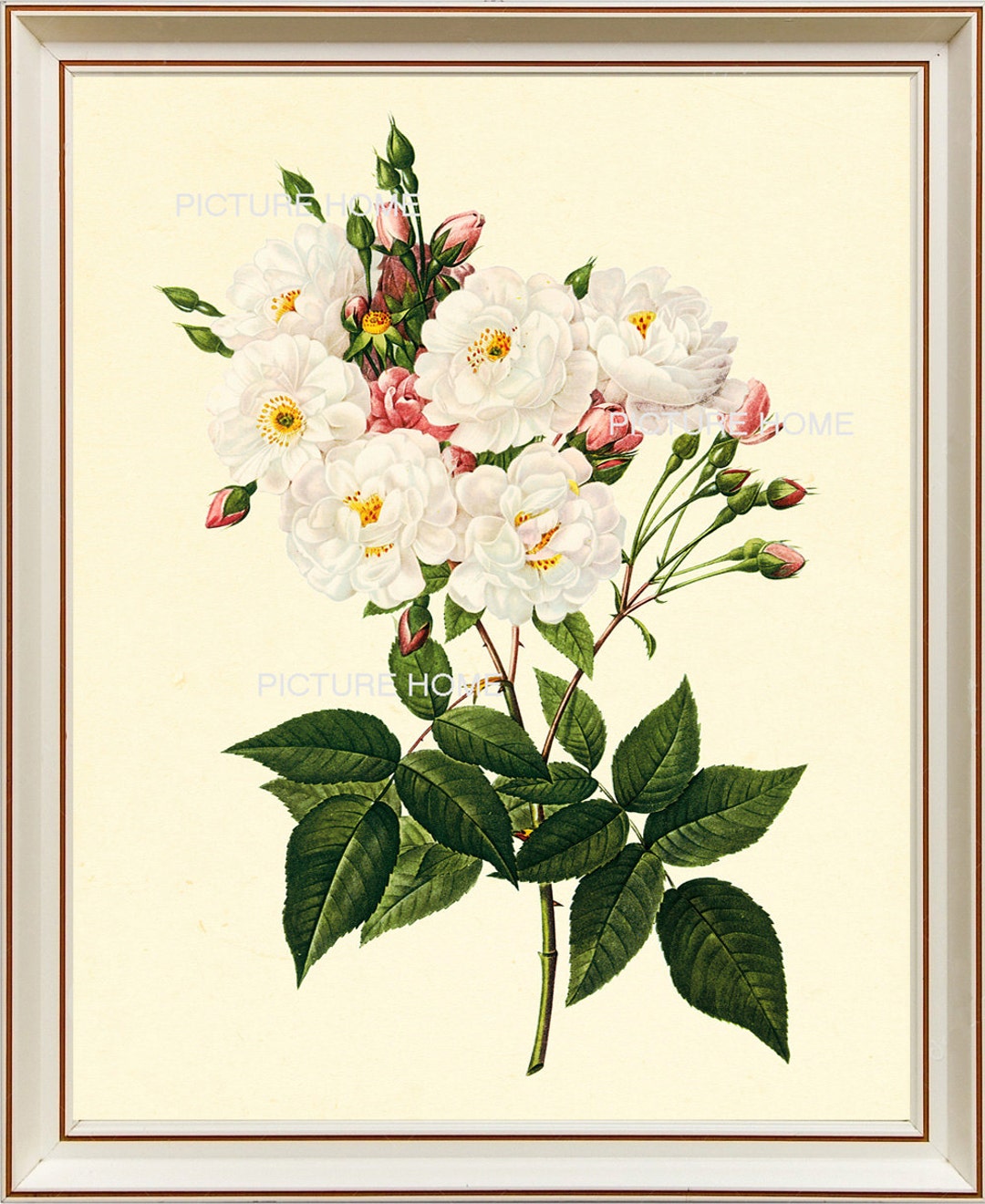 White Roses Botanical Print 131 Beautiful 8X10 Antique Redoute Art Room ...