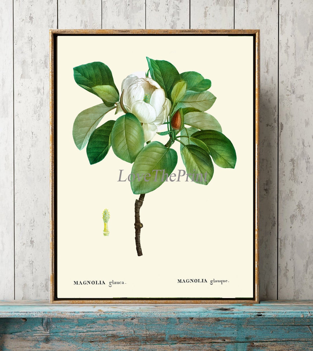 Magnolia Print Botanical Wall Art Print MVW16 Beautiful Antique White ...