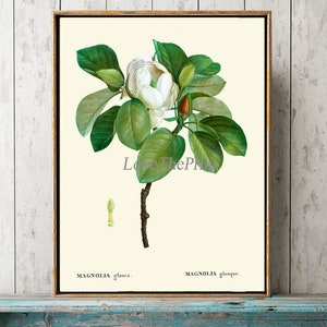 Magnolia Print Botanical Wall Art Print MVW16 Beautiful Antique White Tree Flower Home Decor Nature Gardening Bedroom Dining Room to Frame